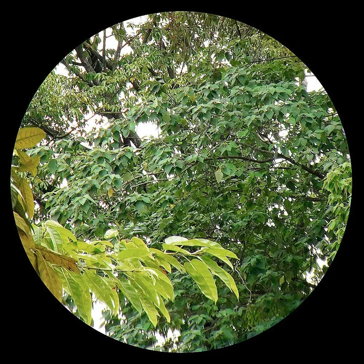 EVOLUTION GEAR G45 Tactical Magnifier – 5x Flip-to-Side Scope